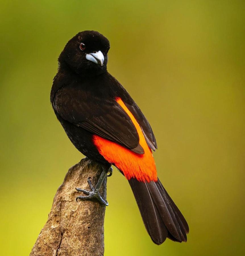 Casita El Sonido De Las Aves Uvita Exteriör bild
